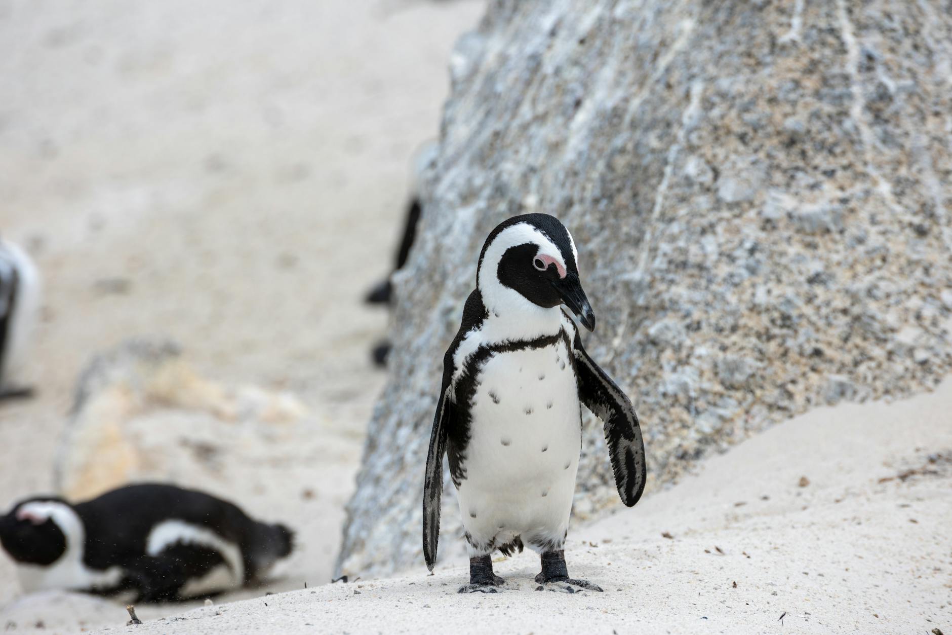 Penguin Solutions Powers Shell's Greener Data Center with Advanced AMD Immersion Cooling