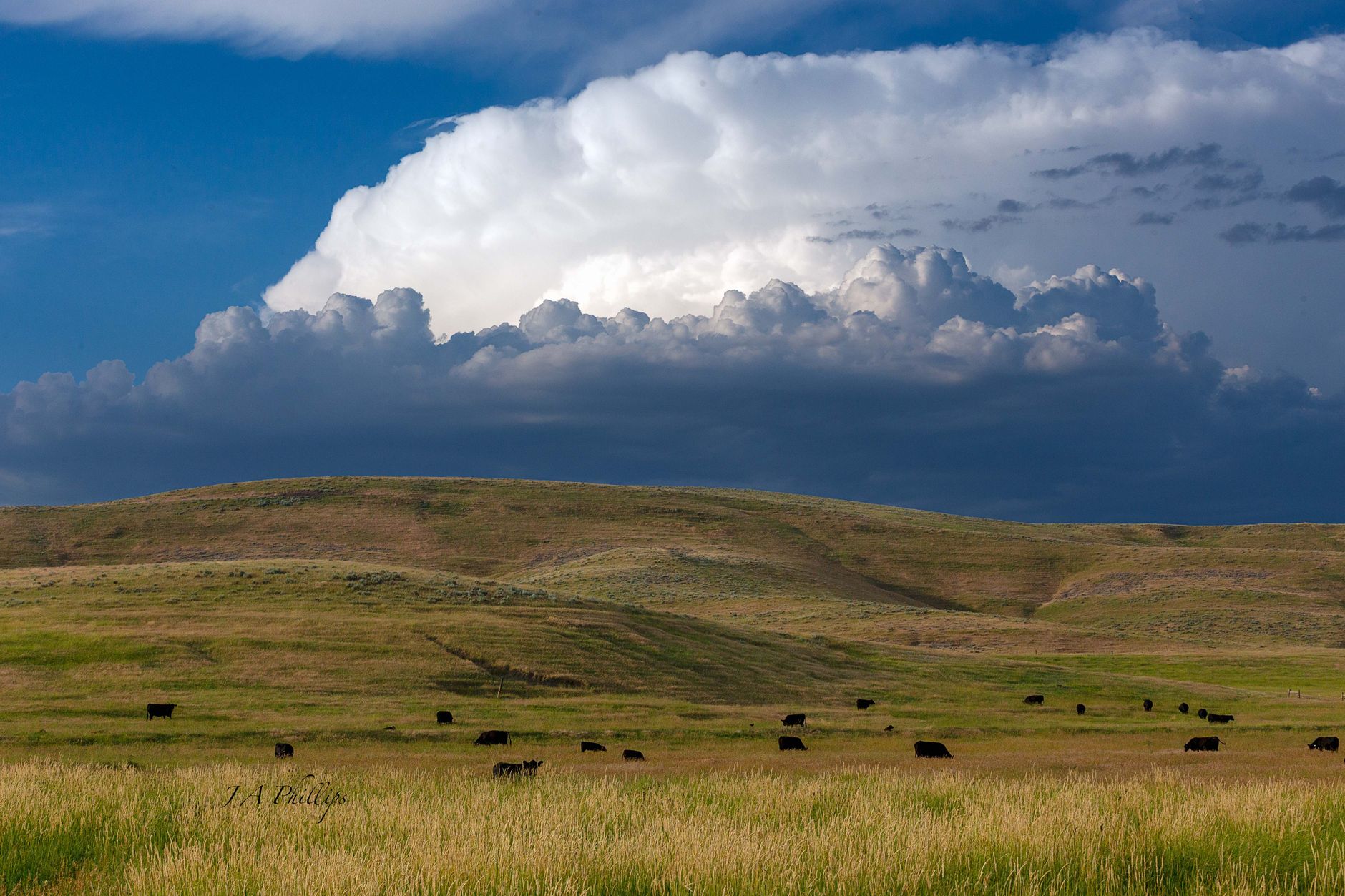 Napa Valley's Iconic 'Wild Horse Ranch' Hits Market for $35 Million Amidst Conservation Debate