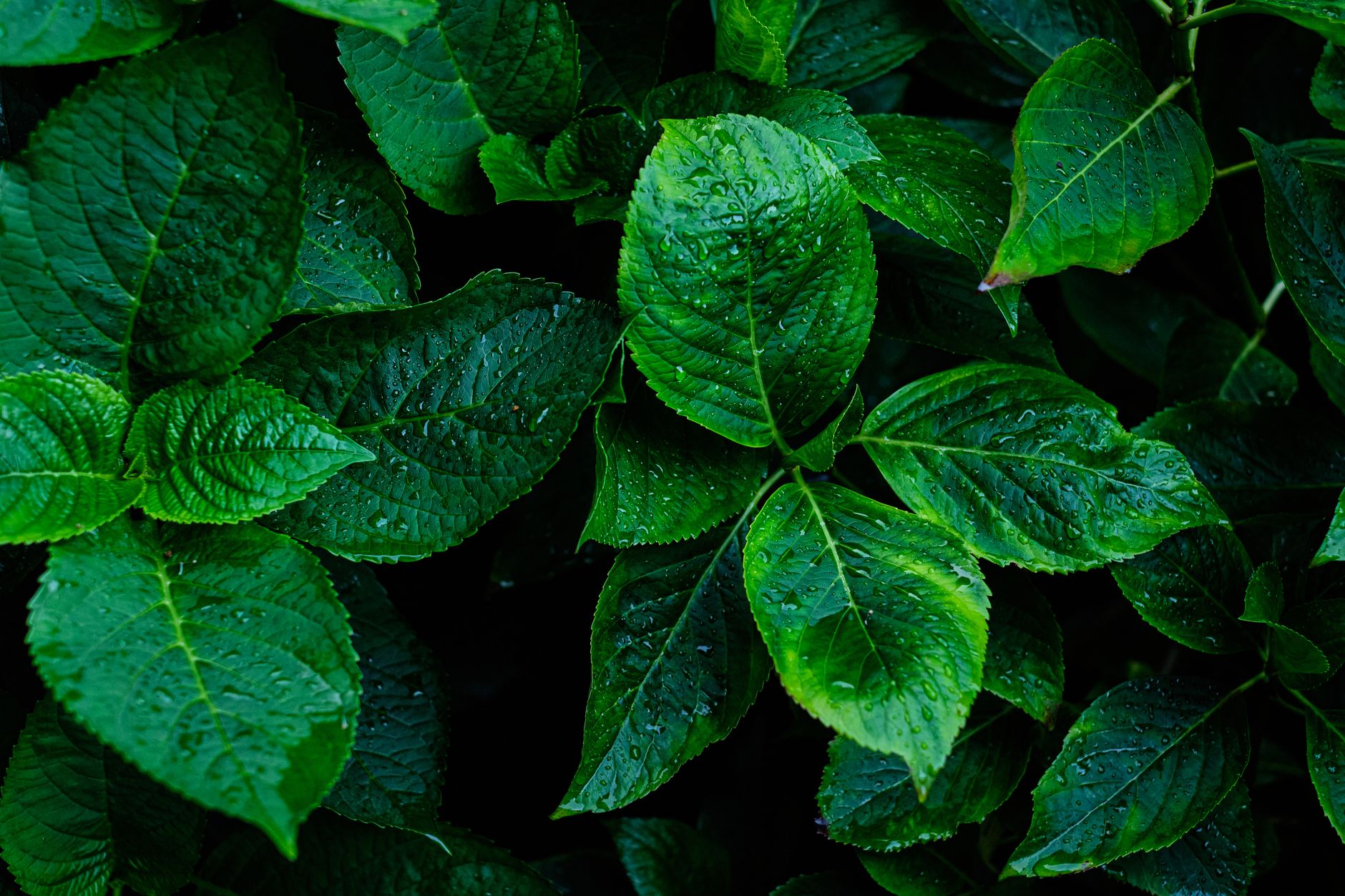 American Shaman Halts Missouri Kratom Sales Amidst AG's Scrutiny