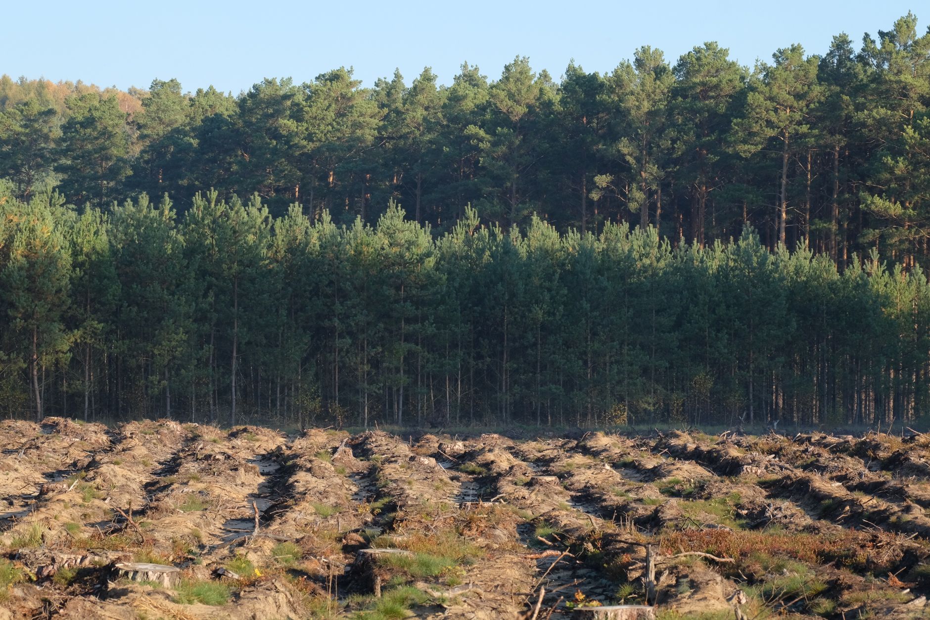Mining triggers extensive additional deforestation in sub-Saharan Africa