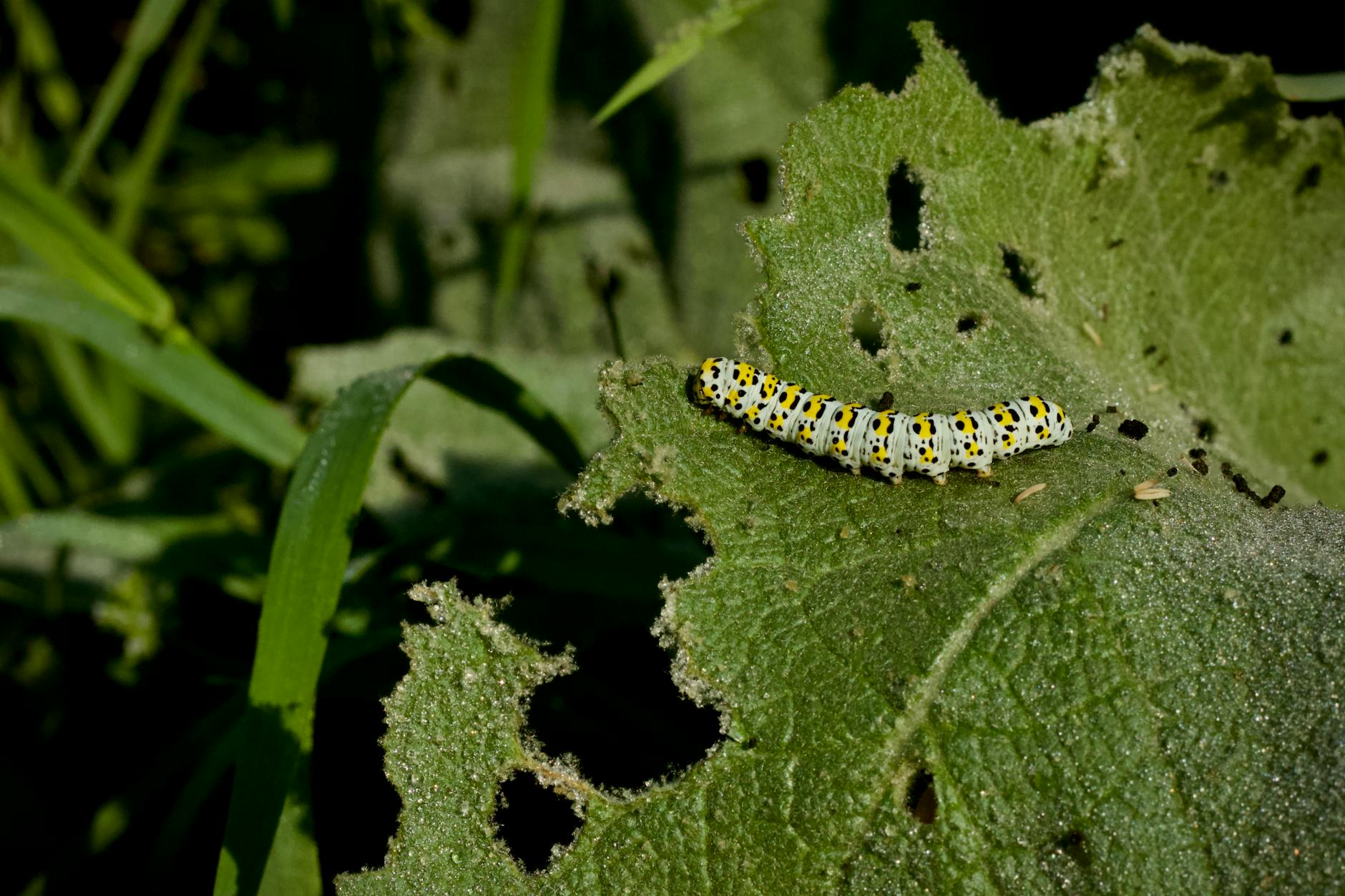 Caterpillars Alerted by Thundering Steps of Ladybeetles