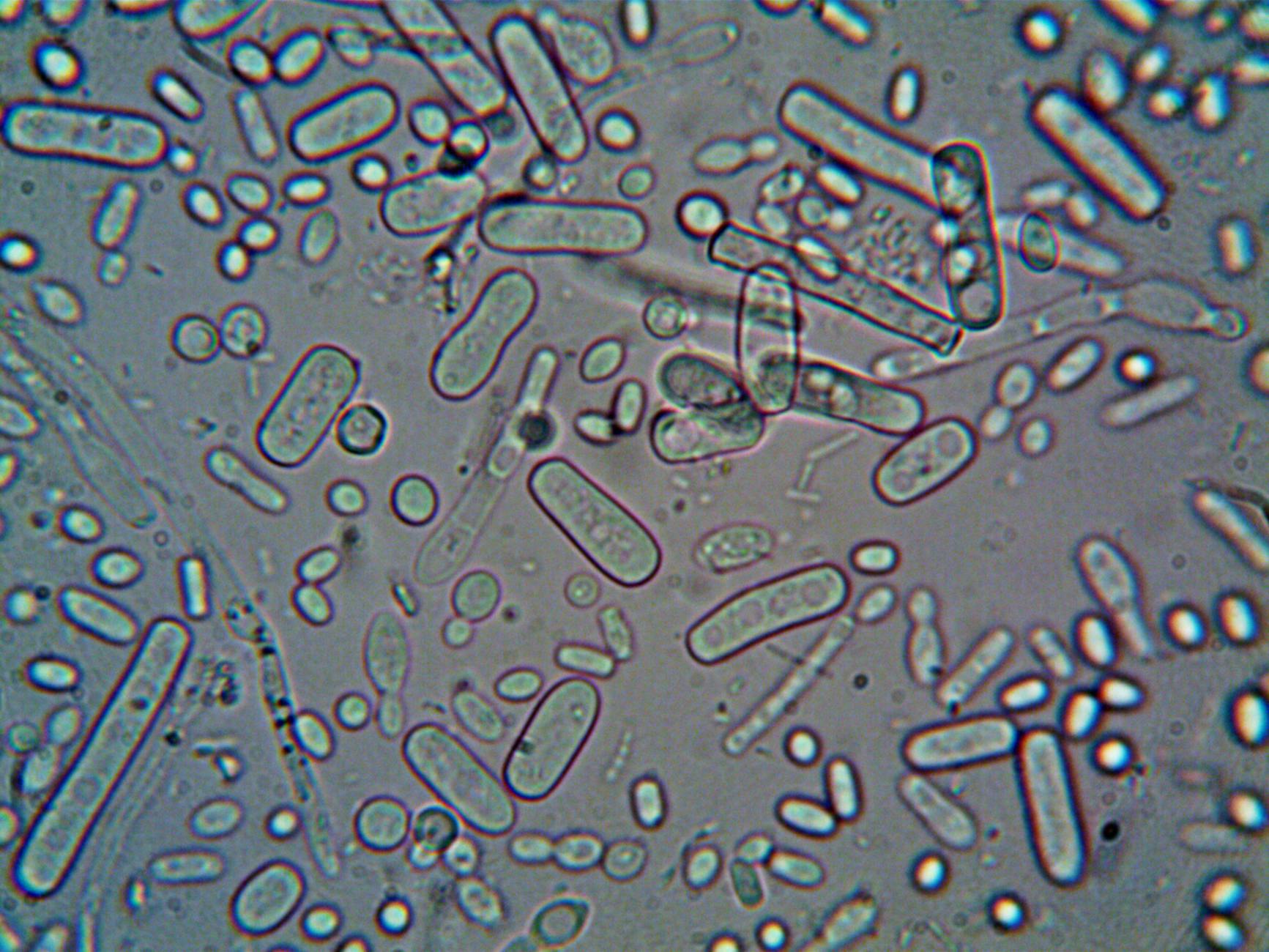 Organized microbial ‘workforces’ keep Earth’s underground biosphere running