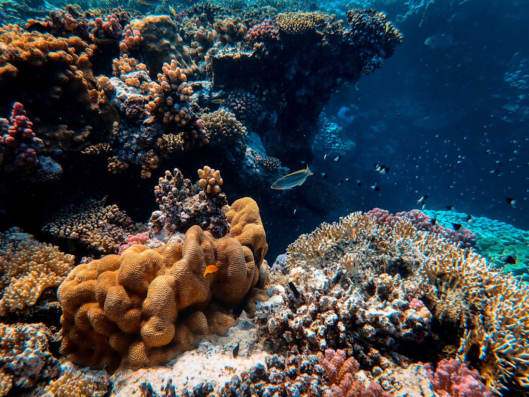 Complex Colonial Life Was Already Thriving during Cambrian Explosion