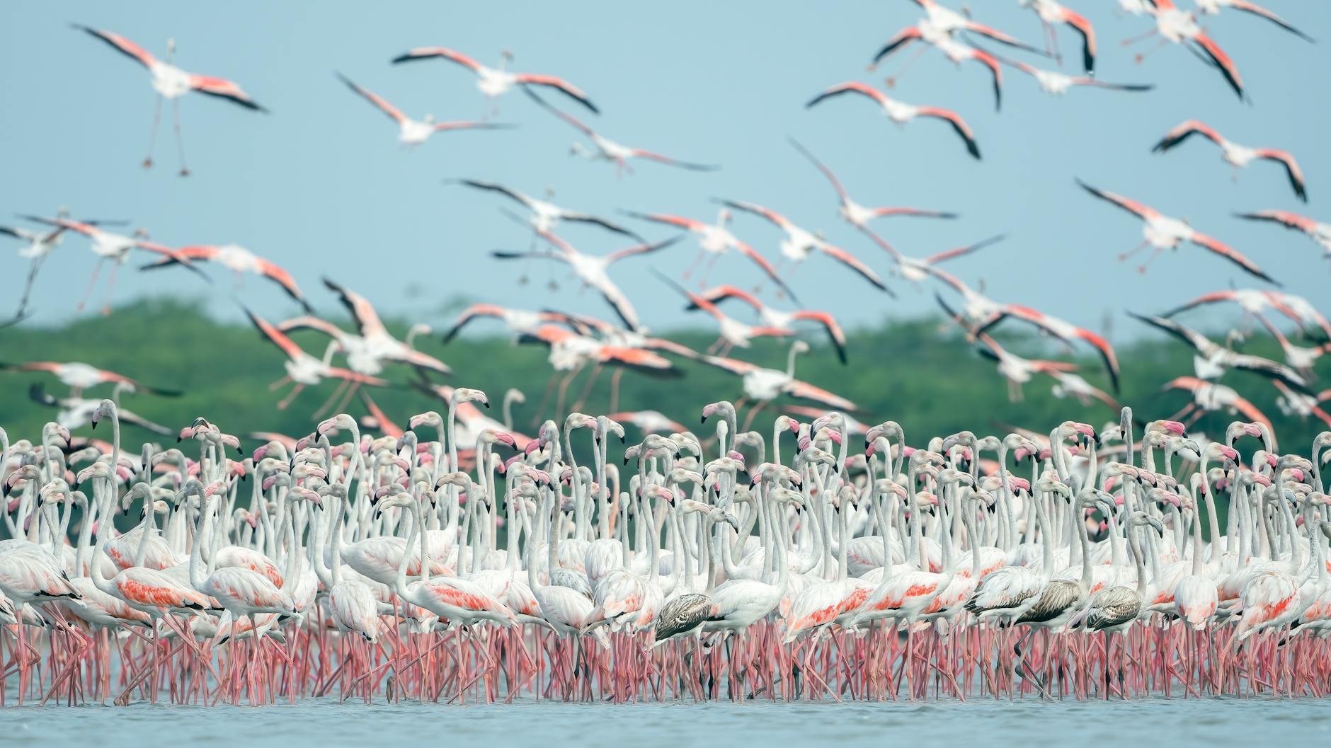 Albania’s growing ‘flamingo revolution’ targets Jared Kushner resort