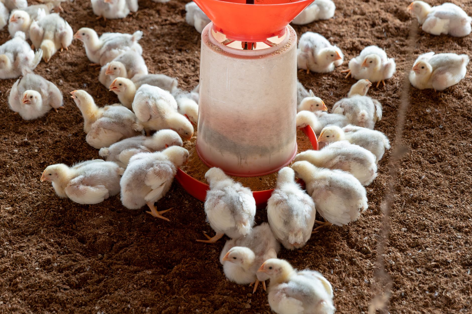H5N1 Bird Flu Threat Intensifies Across India and Bangladesh: A Looming Public Health Crisis