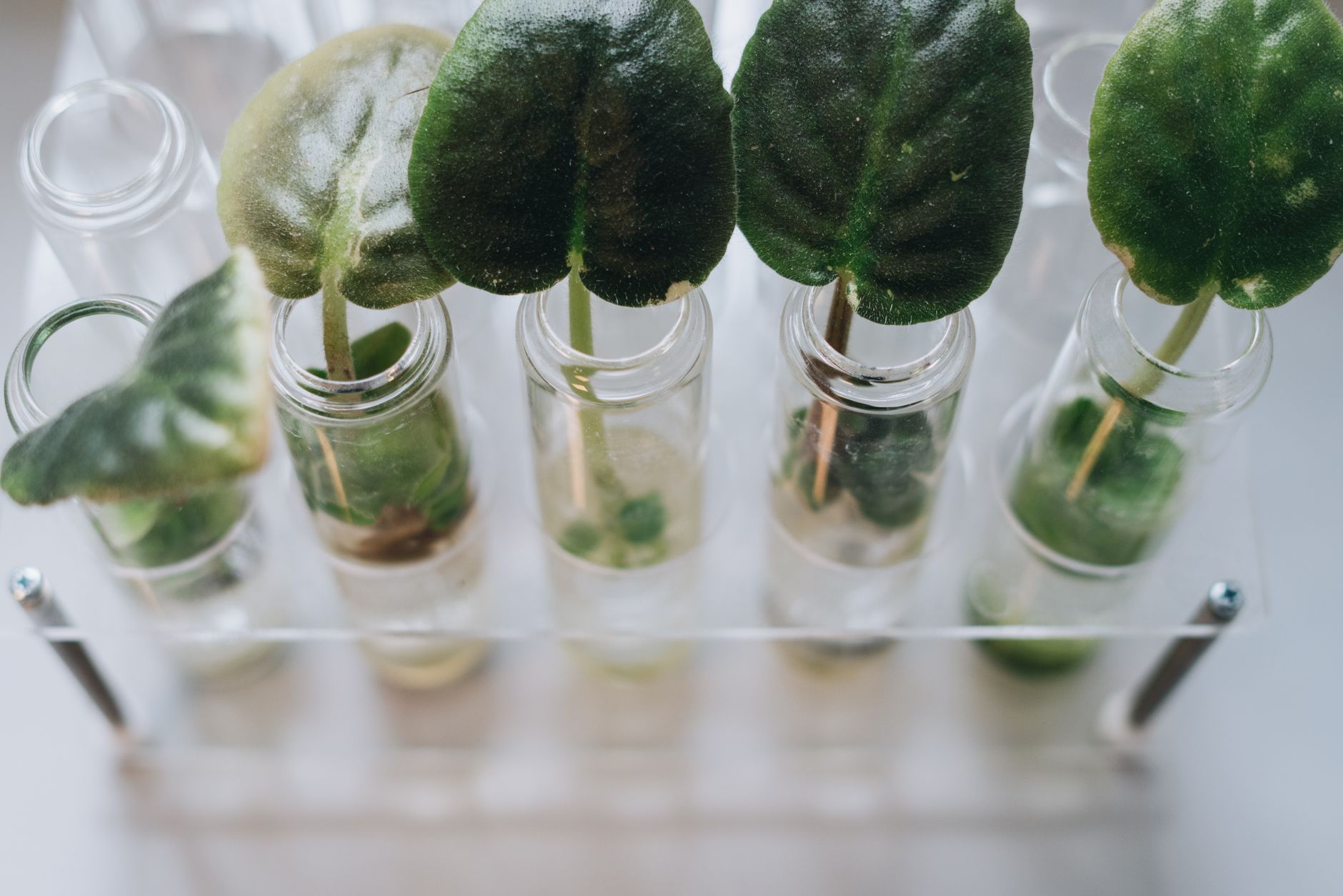 Off-World Organ Printing: Microgravity Unlocks New Frontiers in Bioprinting for Future Space Exploration and Earth-Based Medicine