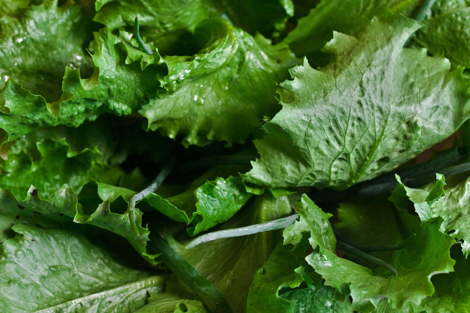 Cyclosporiasis Outbreak Traced to Taco Bell Lettuce, Sickening Dozens Across Multiple States
