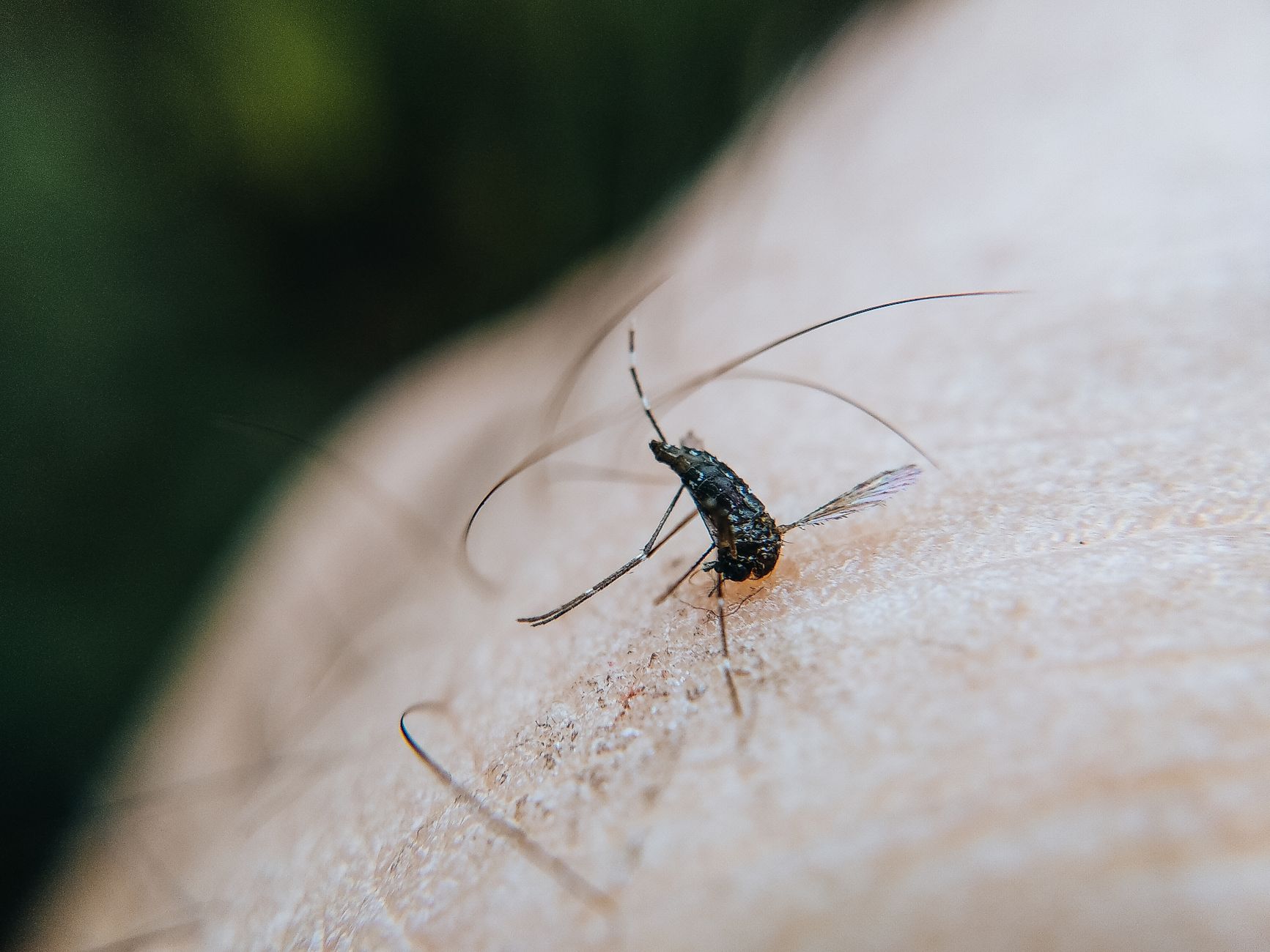 Mexico Grapples with Escalating Leishmaniasis Crisis: A Public Health Emergency Unfolds