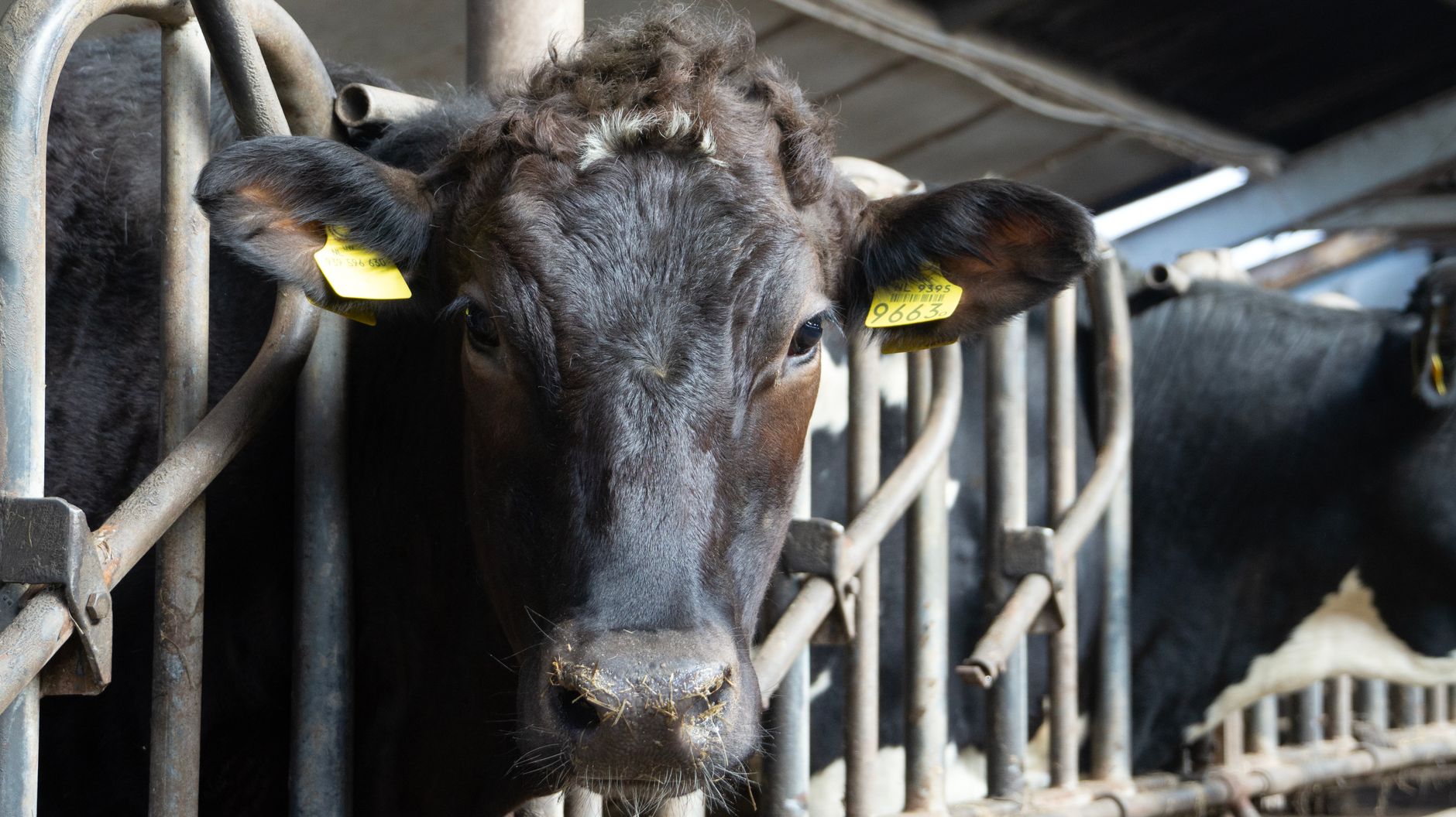 Cyberattack Cripples Coca-Cola's US Dairy Operations, Sparking Supply Chain Fears
