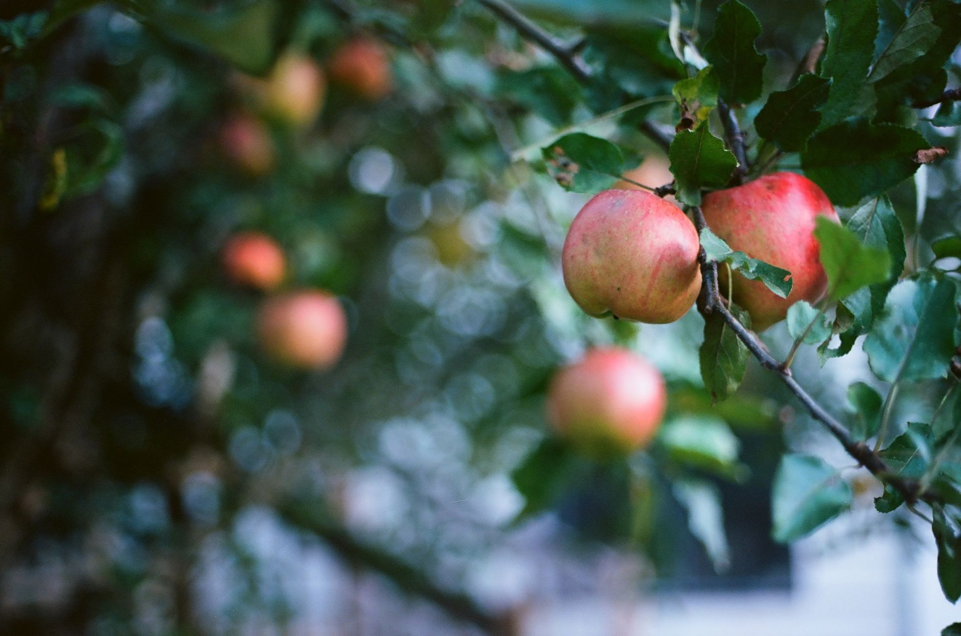 Revolutionary AI-Powered Mapping Transforms Orchard Management for Unprecedented Yields