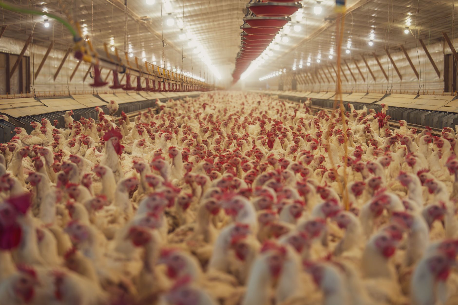 Escalating Avian Flu Threat: China Confirms Three New H9N2 Cases Amid Global Health Concerns