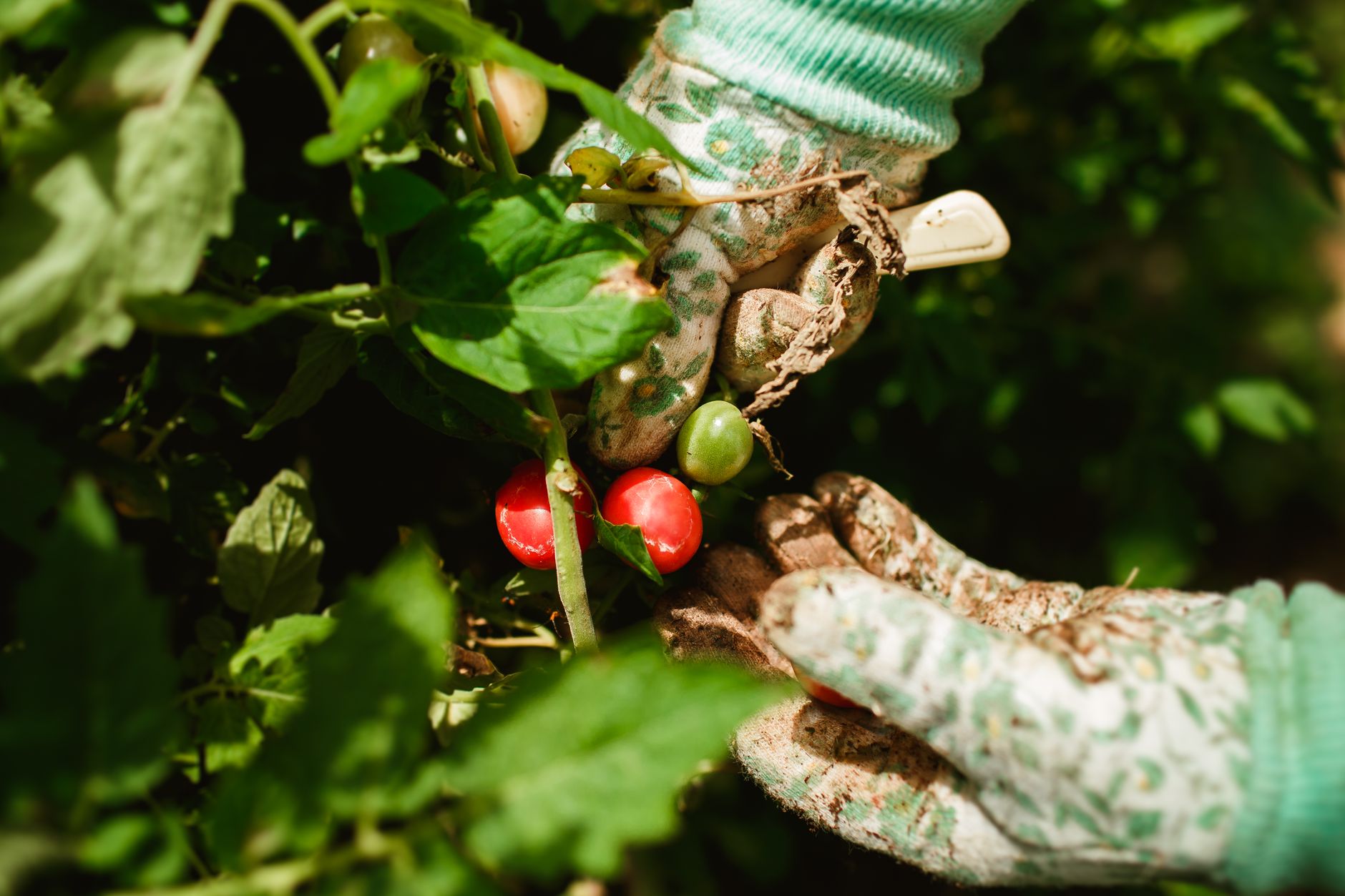 Sentient Solanaceae: 'Organic Intelligence' Unleashes Botanical Bedlam on August 7, 2026