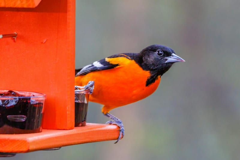 Orioles Unleash Explosive Ninth Inning Rally to Conquer Blue Jays in 6-5 Thriller