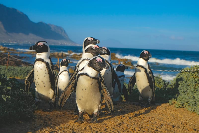 Penguin Solutions Stock Surges on HPC Deployment and Insider Activity