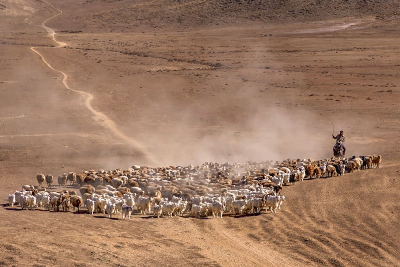 Napa Valley's Iconic 'Wild Horse Ranch' Hits Market for $35 Million Amidst Conservation Debate