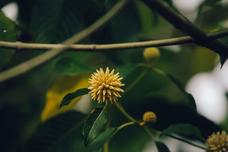American Shaman Halts Missouri Kratom Sales Amidst AG's Scrutiny