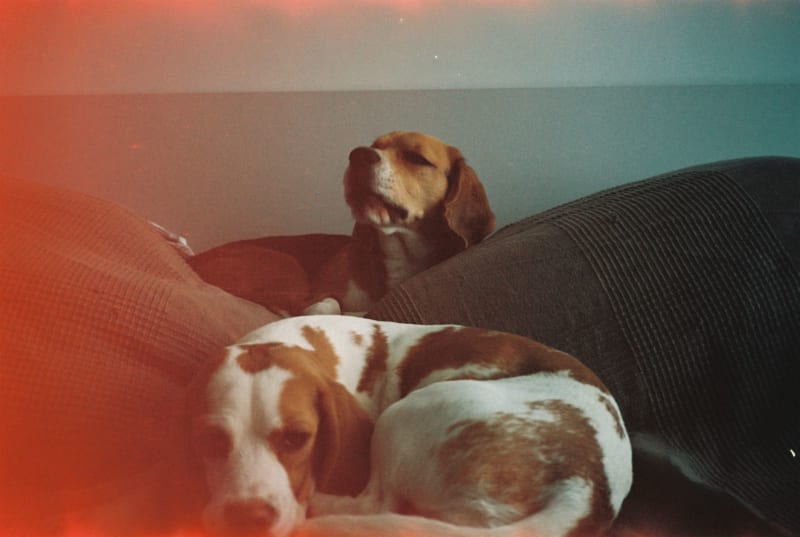 Beagle Research Trials: Ethical Minefield and Public Trust Under Scrutiny