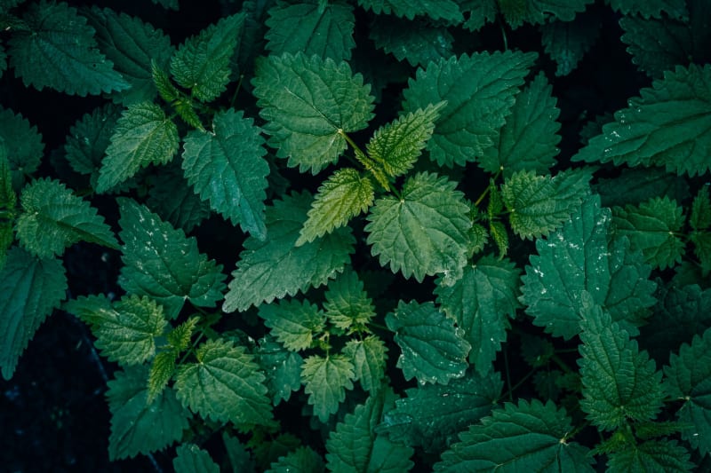 American Shaman Halts Missouri Kratom Sales Amidst AG's Scrutiny