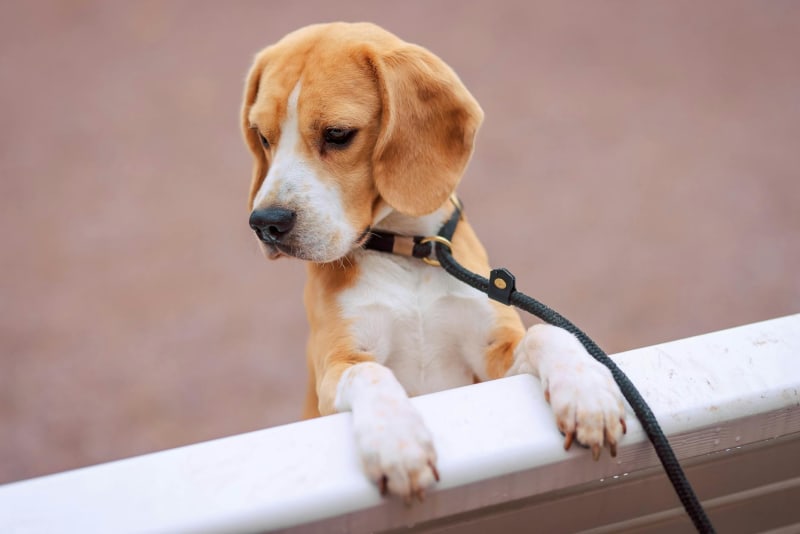 Beagle Research Trials: Ethical Minefield and Public Trust Under Scrutiny