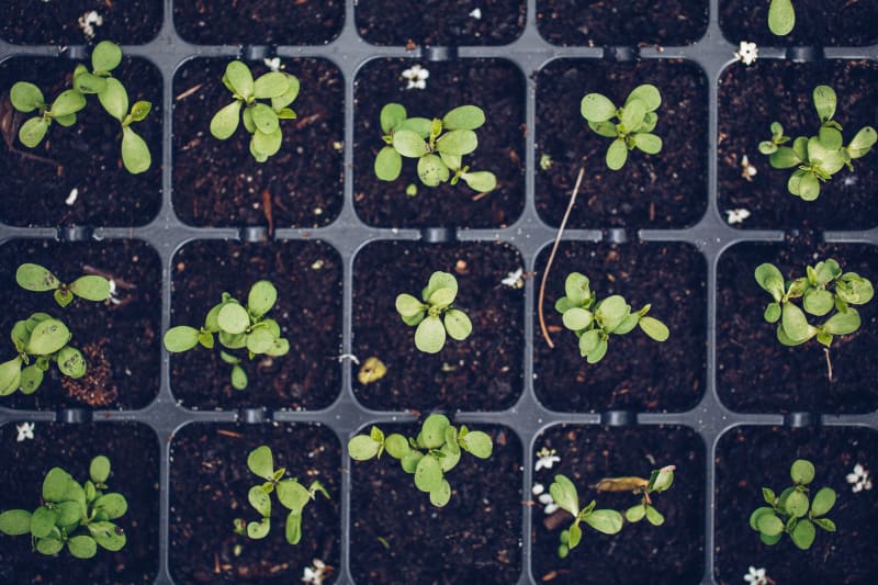Plants boost carbon uptake through water efficiency, not heat adaptation, global analysis reveals