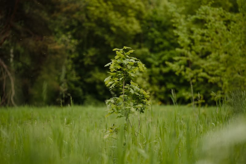 Plants boost carbon uptake through water efficiency, not heat adaptation, global analysis reveals