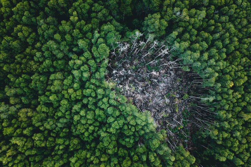 Mining triggers extensive additional deforestation in sub-Saharan Africa