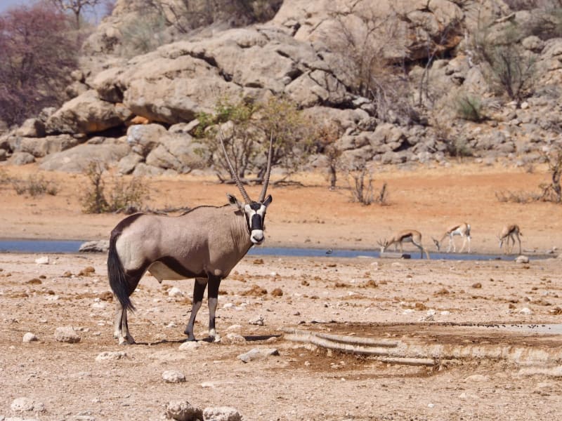 A First for Namibia - Onguma's new Onkolo Soundscapes