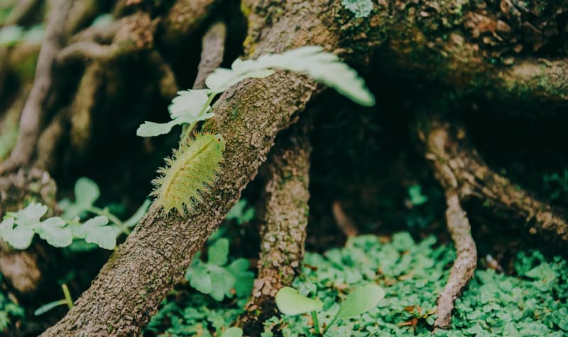 Caterpillars Alerted by Thundering Steps of Ladybeetles