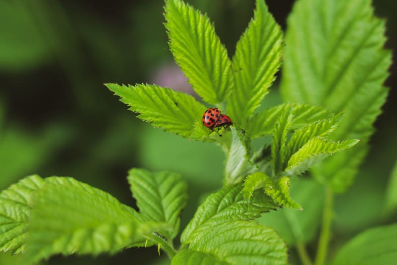 GLP-1 drugs may have a beneficial effect across many types of cancer