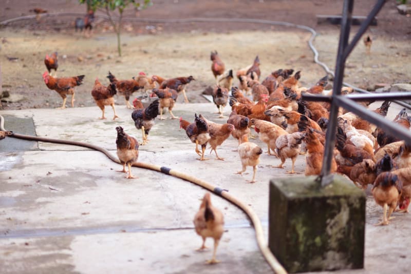 H5N1 Bird Flu Threat Intensifies Across India and Bangladesh: A Looming Public Health Crisis