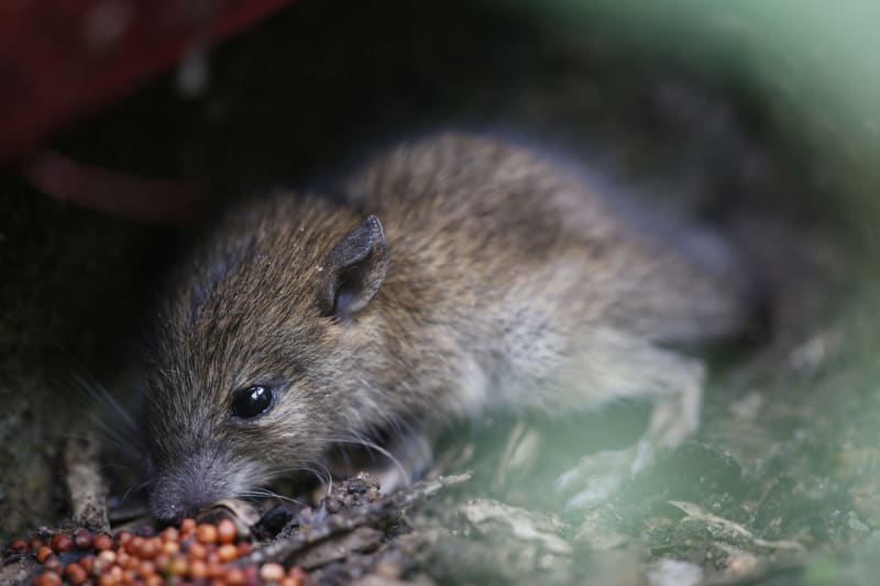 Unprecedented Hantavirus Outbreak on Cruise Ship Sparks Global Health Alarm, California on High Alert