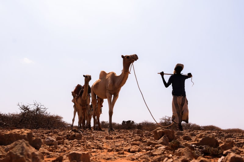 Somalia's Existential Crossroads: Can Its Beleaguered Federal Government Avert Total Collapse?