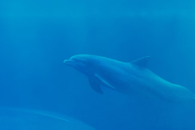 Historic African Summit Secures $6.4 Billion for Urgent Global Ocean Conservation