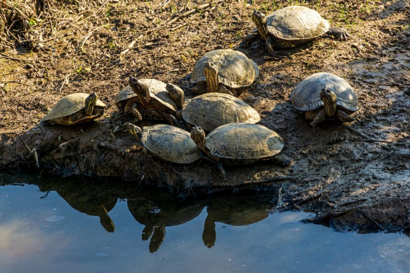 Minnesota Unleashes $20 Million from 3M Settlement to Reclaim Habitats and Boost Recreation Amidst PFAS Crisis