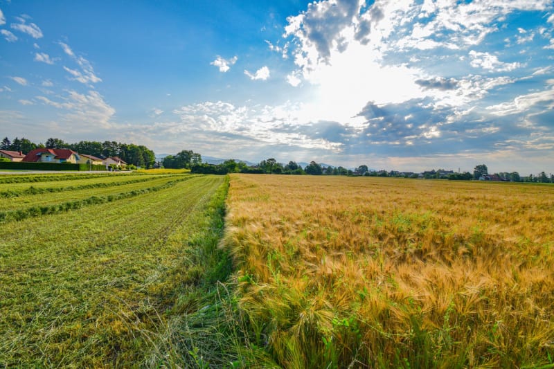 Kansas Agriculture in Crisis: Tariffs and Geopolitical Tensions Choke Off Vital Markets