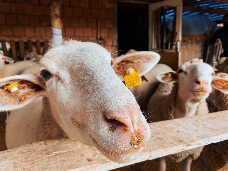 COVID-19 Vaccine Boosters: An Unforeseen Shield Against Future Animal Coronavirus Pandemics?