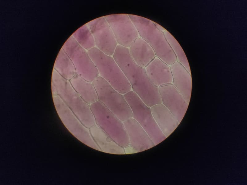 Unlocking Bone Health: New Genomic Atlas Pinpoints Hundreds of Crucial Genes