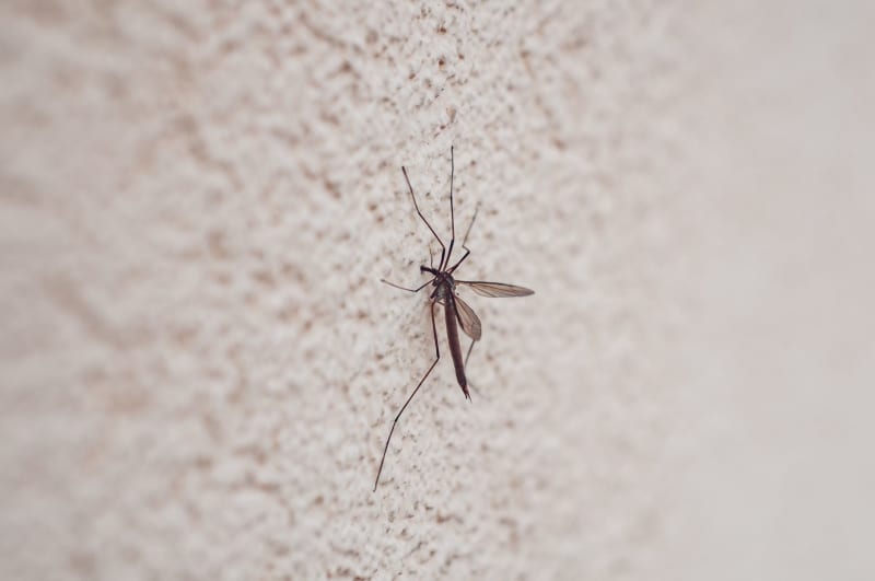 Sri Lanka's Dengue Crisis Escalates: Nearly 8,000 Cases Reported in a Single Week, Overburdening Healthcare