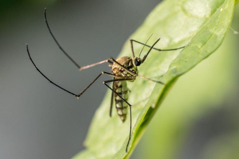 Chikungunya Crisis Escalates: Samar Faces Outbreak, Urgent Health Measures Implemented