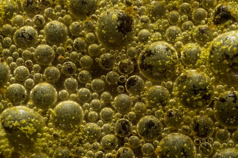 Groundbreaking Experimental Drug Repairs Gut, Completely Reverses Severe Fatty Liver Disease