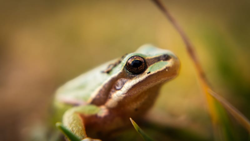 Revolutionary Frog Bacterium Eradicates Cancer Tumors in Mice with a Single, Targeted Dose