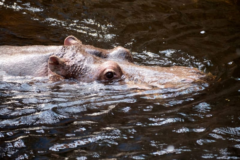 Pygmy Hippo Oracle: Moo Deng's World Cup Semi-Final Predictions Captivate Global Audience