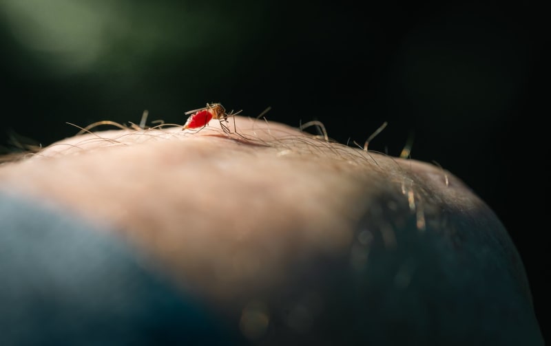 Mexico Grapples with Escalating Leishmaniasis Crisis: A Public Health Emergency Unfolds
