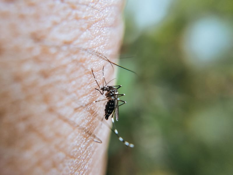 Urgent Travel Alert: CDC Warns Travelers of Escalating Chikungunya Outbreak in Costa Rica