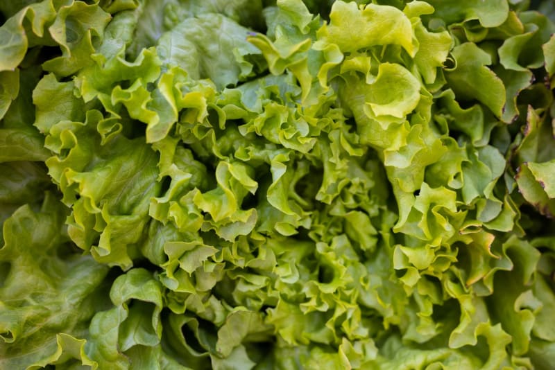 Cyclospora Outbreak: Taco Bell Lettuce Implicated in Multi-State Illness Surge