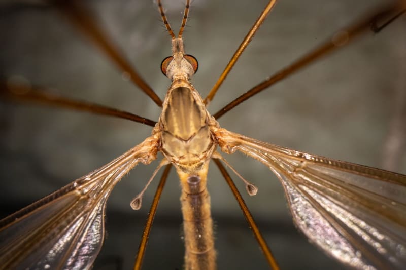 Urgent Health Alert: CDC Elevates Travel Warning for Costa Rica Amid Chikungunya Surge