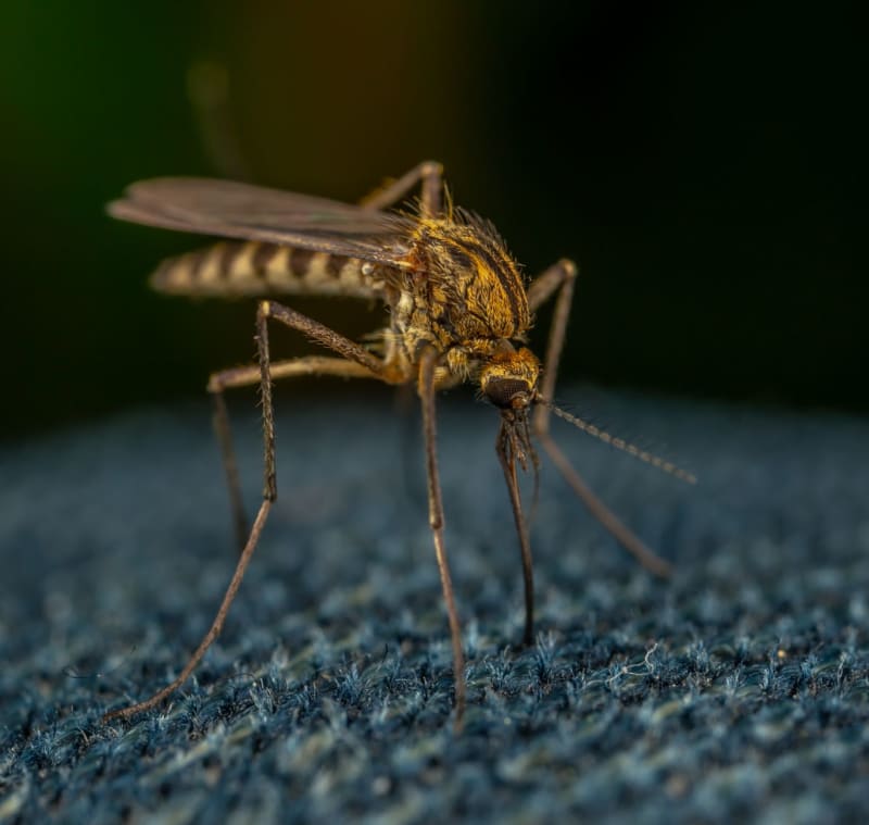 Urgent Alert: Taiwan Confirms Three New Japanese Encephalitis Cases Amidst Peak Season Concerns