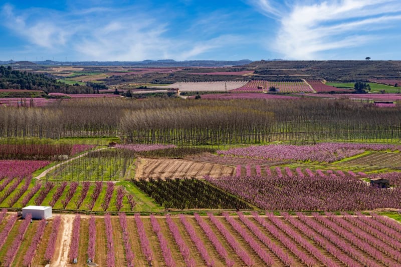 Revolutionary AI-Powered Mapping Transforms Orchard Management for Unprecedented Yields