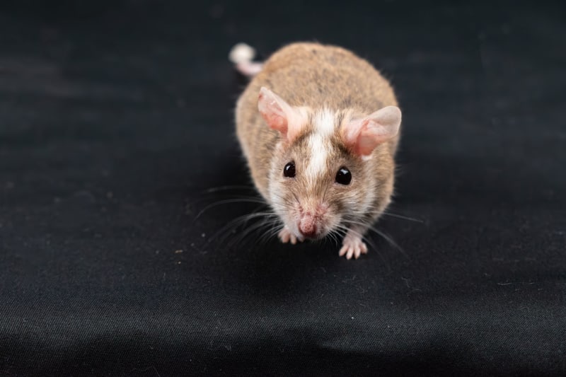 Immunosuppression Offers Fleeting Reversal of Autism-Like Brain Changes in Adult Mice, Opening New Research Avenues
