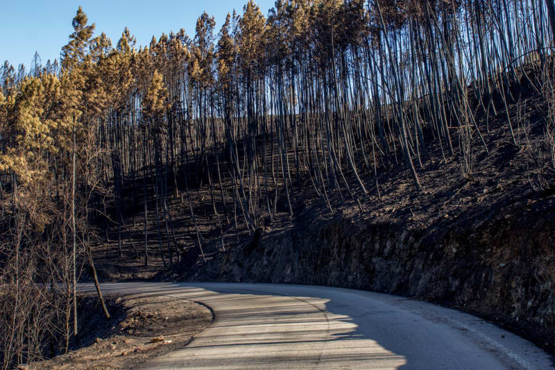 Unprecedented Wildfires Ravage French Riviera, Forcing Mass Evacuations and Sparking Climate Fears